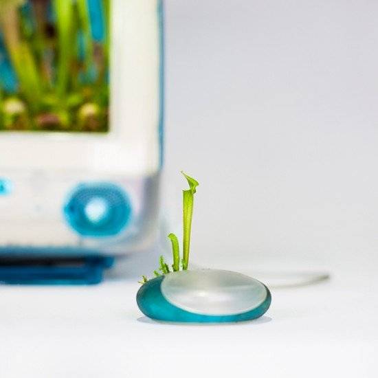 plantyourmaccarnivormonsieurplant20162instagram660x550.jpg