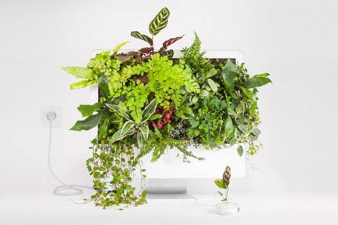 plantyourmacimacwallplantmonsieurplant20162660x550.jpg