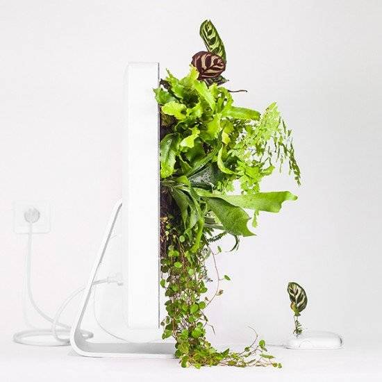 plantyourmacimacwallplantmonsieurplant20163instagram660x550.jpg