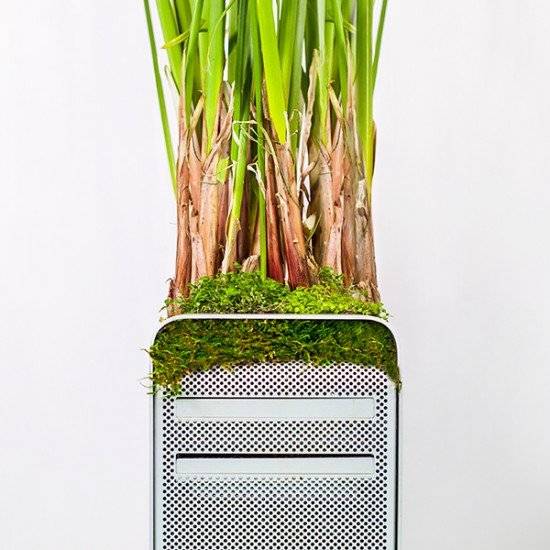 plantyourmacmacpyrusmonsieurplant20162instagram660x550.jpg