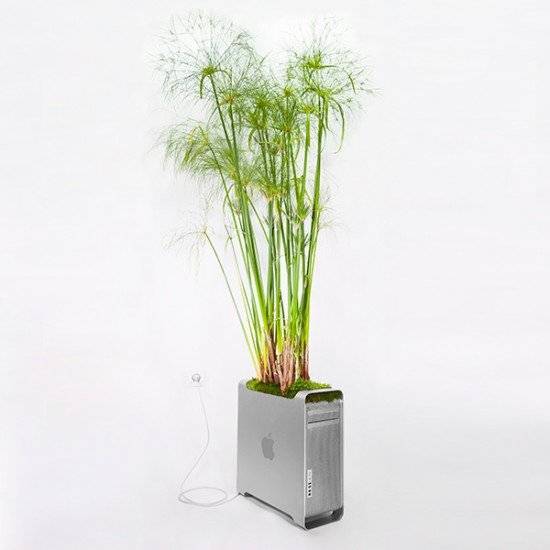 plantyourmacmacpyrusmonsieurplant20164okinstagram660x550.jpg