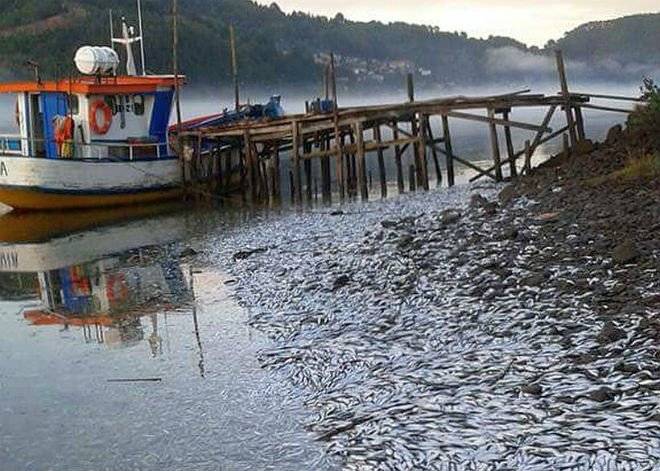 sardinas2660x550.jpg