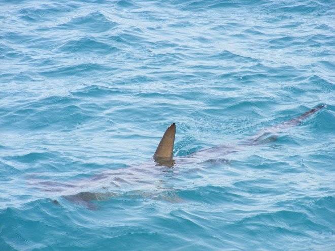 sharkfin4726851920660x550.jpg