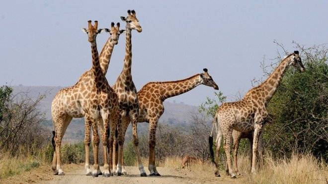 southafrica927280960720660x550.jpg