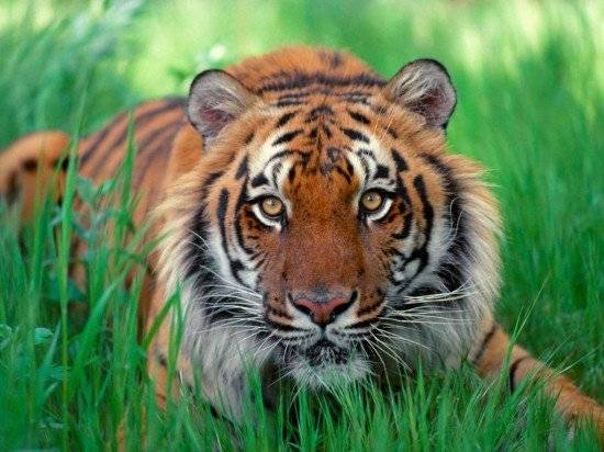 sumatrantiger1024x76811550x412.jpg