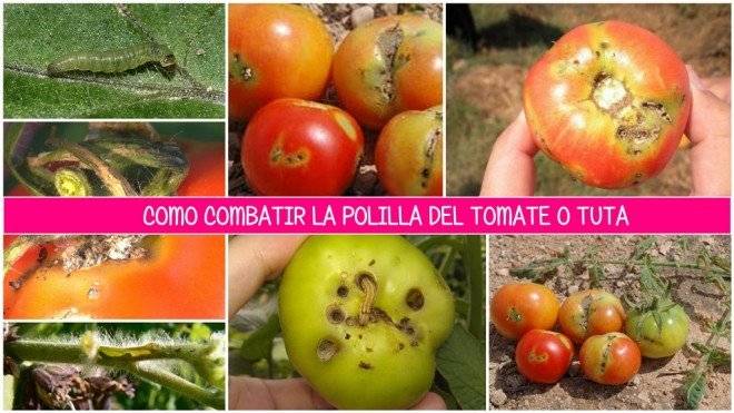 tedejengibre2660x550.jpg