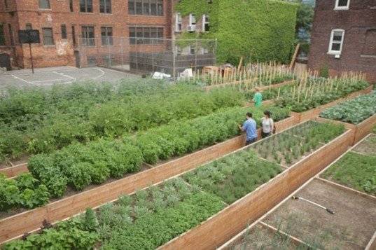 Las mejores granjas urbanas de Nueva York - VeoVerde | Nueva Mujer