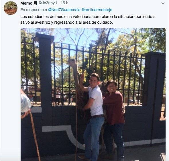 Avestruz en USAC