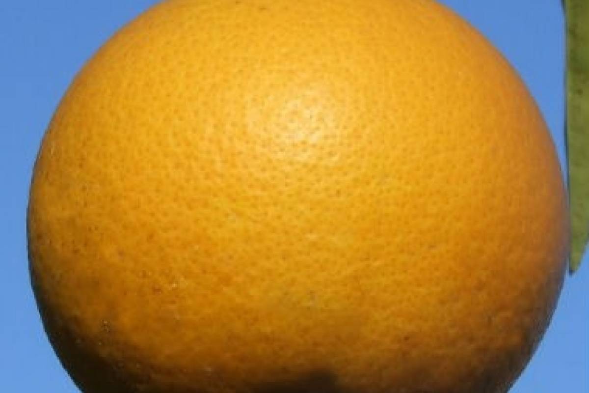 crema para eliminar celulitis piernas