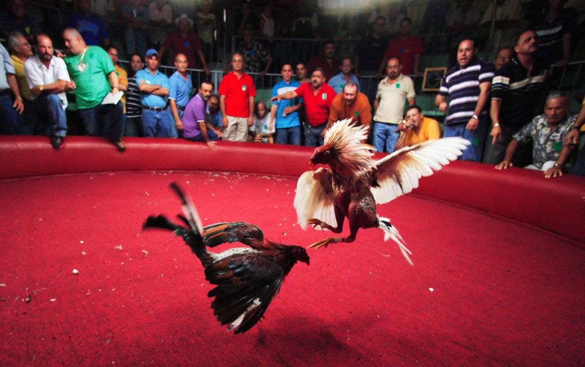 Peleas de gallo