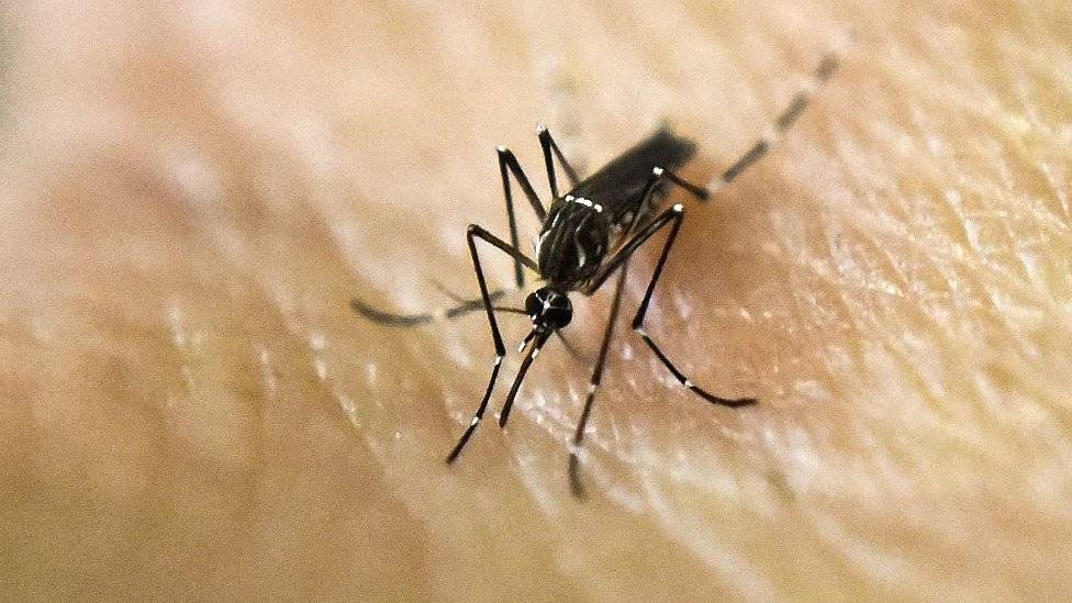 Mosquito