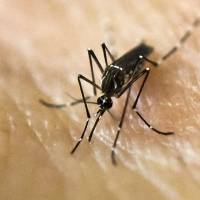 Reportan una muerte por dengue en la zona metropolitana