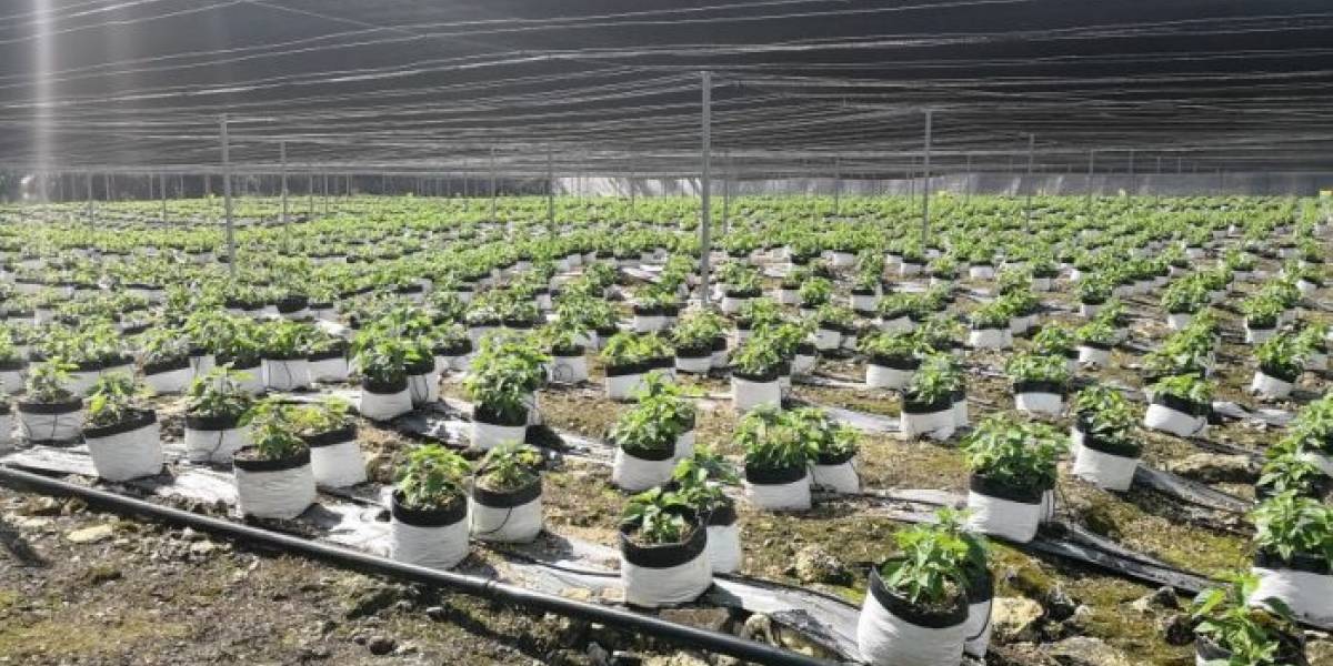 Una criptomoneda mexicana permite producir salsa de habanero