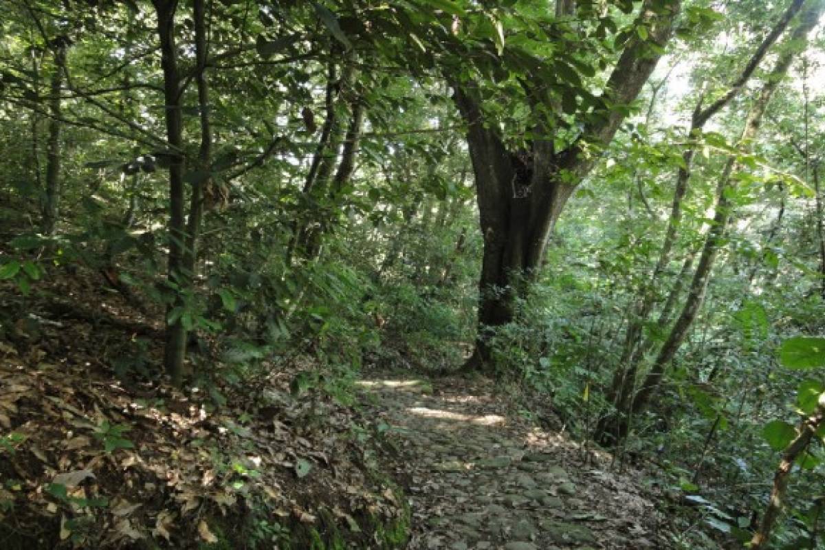 Buscan ampliar el Santuario del Bosque de Niebla en Xalapa VeoVerde