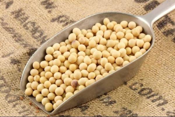 Cuales son las desventajas de la soya Cuales son las desventajas de la soya