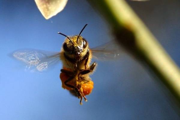 muerto parásito mantis religiosa