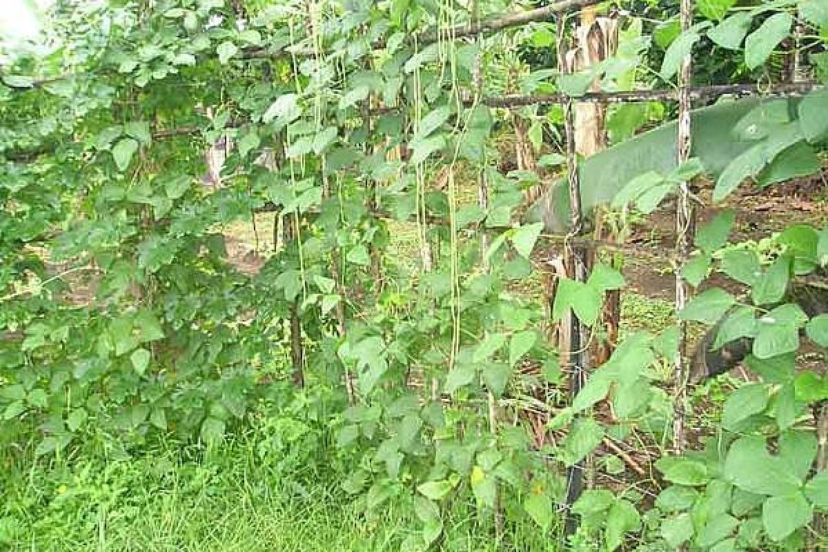 Cultivar frijoles en la casa - VeoVerde | Nueva Mujer