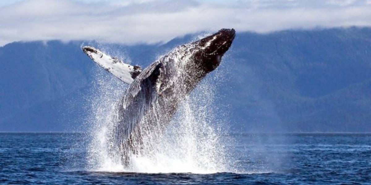 Cuantas Personas Entran En Una Ballena