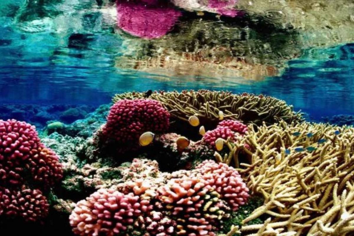 Evitemos la destrucción de la Gran Barrera de Coral VeoVerde Nueva
