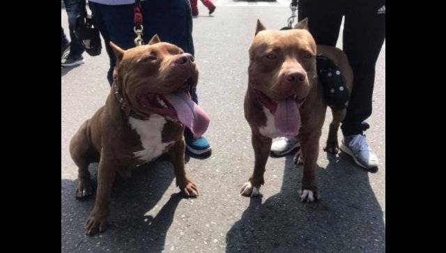 Marcha Pitbull Medellín