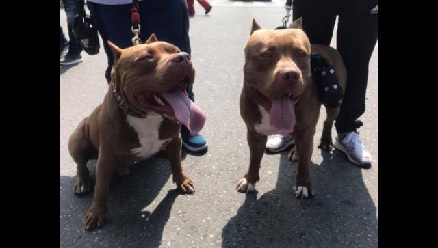 Marcha Pitbull Medellín Marcha Pitbull Medellín