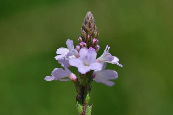 Hierbas medicinales para bajar la regla