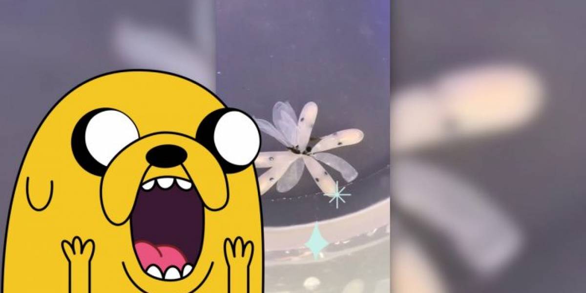 Así nace un pulpo: El viral que se ha vuelto sensación