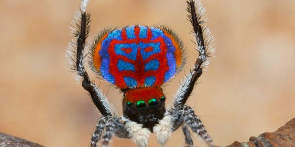 Descubren nuevas especies de arañas, y son maravillosas VeoVerde