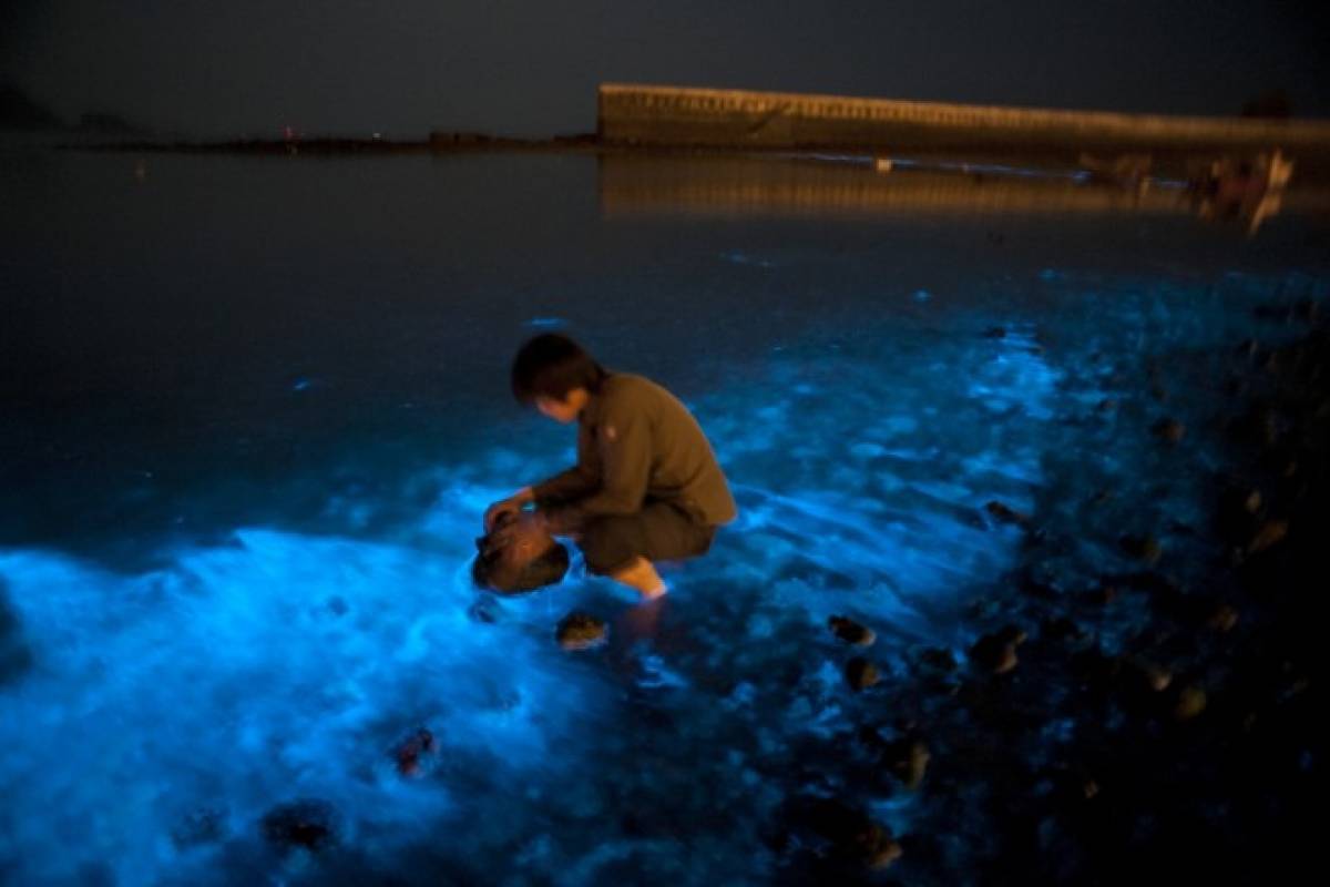 Algas Azules Brillantes Proliferan En Las Costas De Hong Kong Algas Azules Brillantes Proliferan En Las Costas De Hong Kong