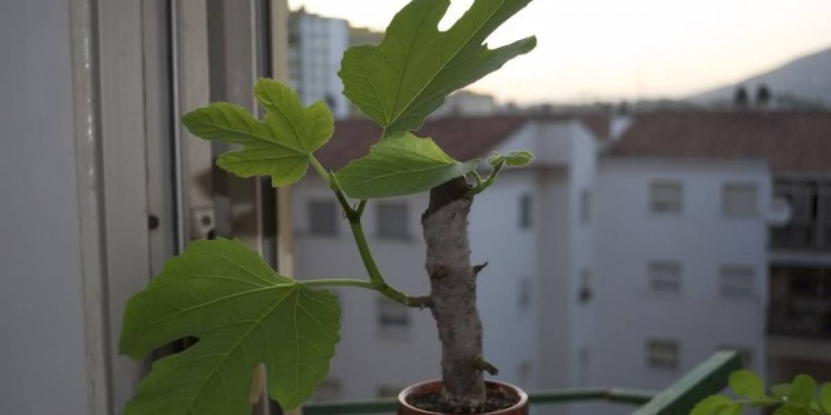 Como Plantar Una Higuera Por Esqueje