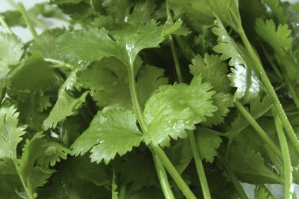 Para que sirve el perejil y cilantro hervido