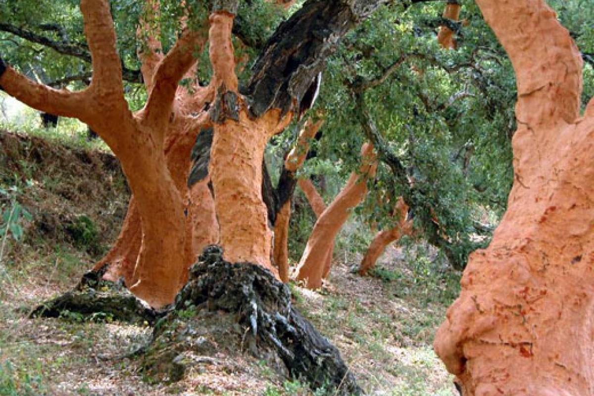 Propiedades del corcho (Quercus suber) - VeoVerde | Nueva Mujer