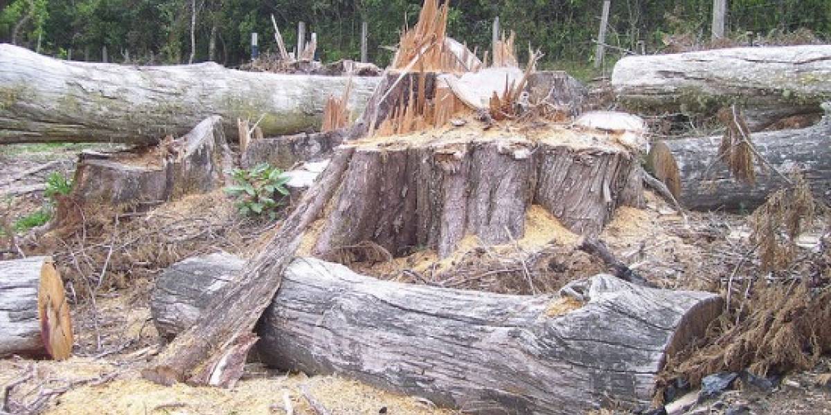 El mundo en 50 años más VeoVerde Nueva Mujer