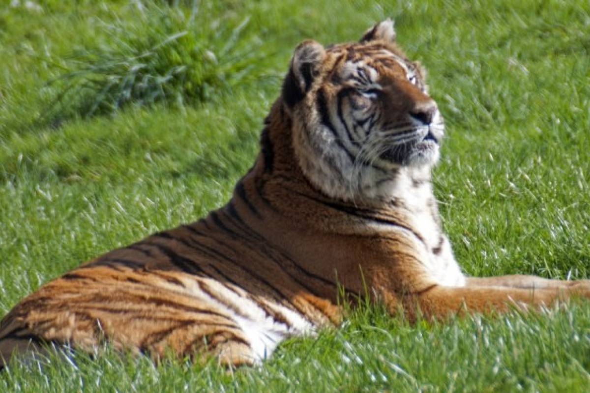 Tigre En Peligro De Extincion En Ingles