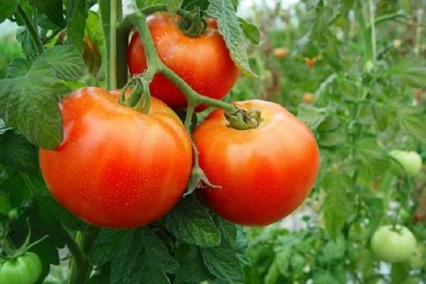 El como tomate huaje es