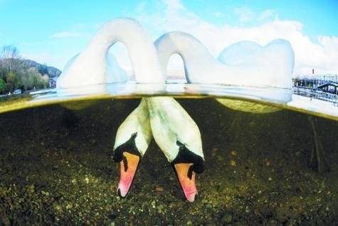 Aves del Amor