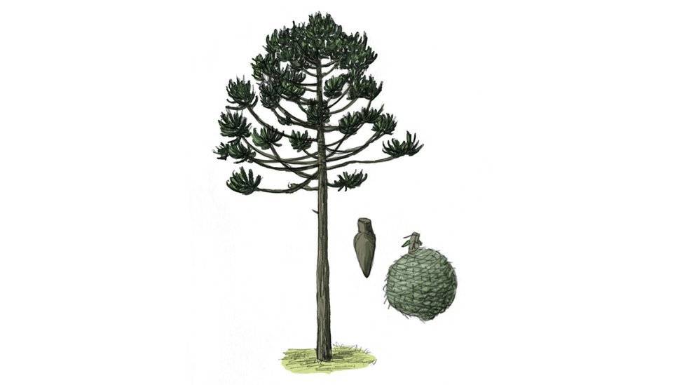 100163301araucaria-8108bcd7e7a69345863162c642912c07.jpg