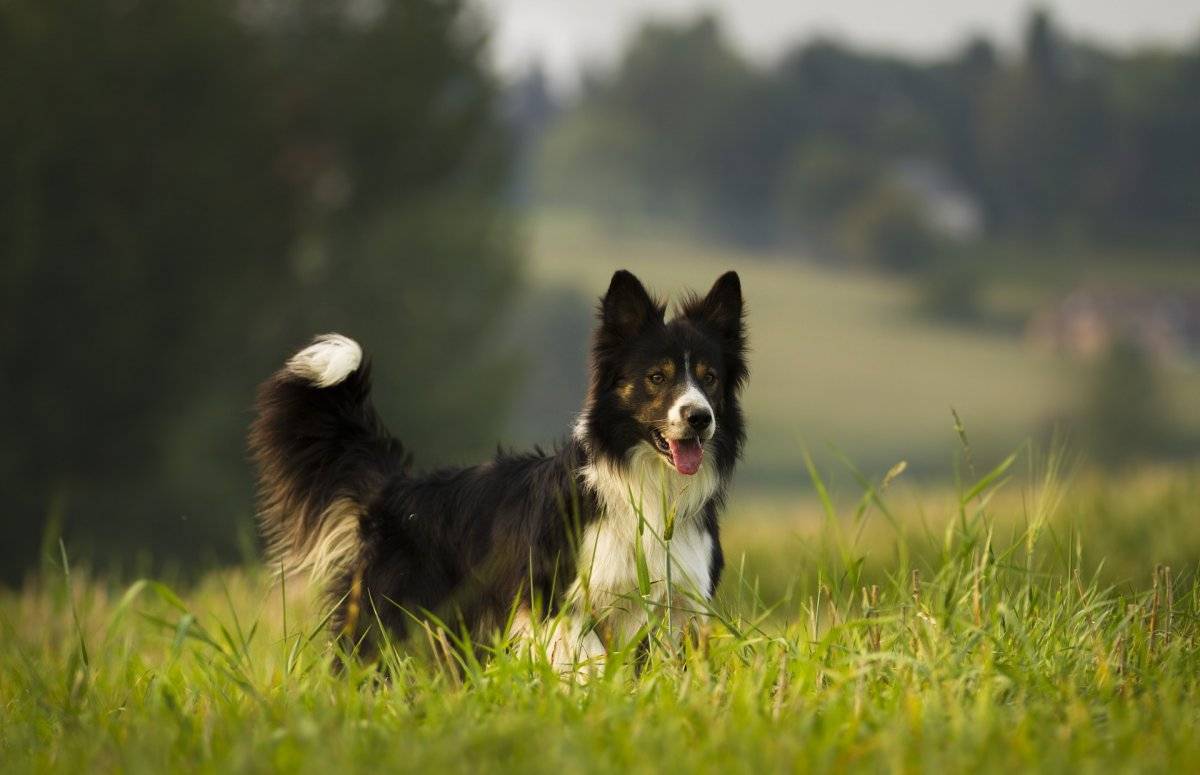 Border Collie