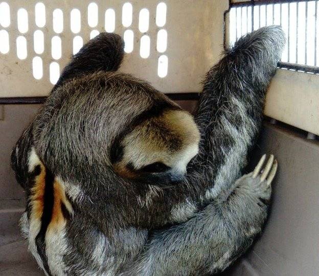 Oso perezoso de tres dedos en Ecuador