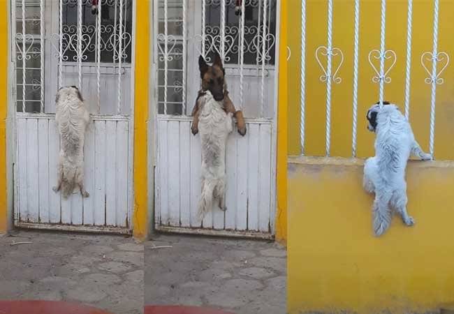 Perros Virales