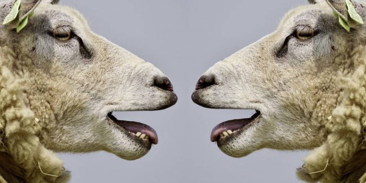 Científicos crean embriones de oveja con células humanas para cultivar órganos