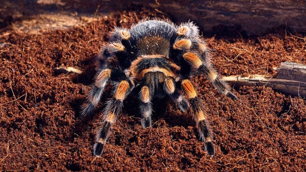 100231416tarantula-419800004165559951fc71acfaf02831.jpg