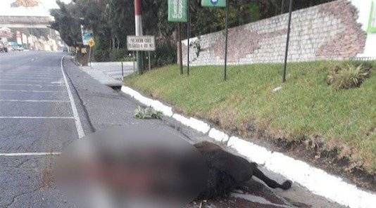 accidente de motorista y caballo en ruta a El Salvador