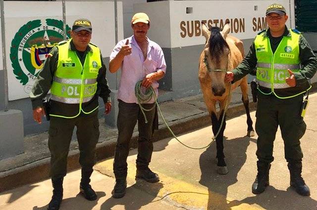caballo rescatado
