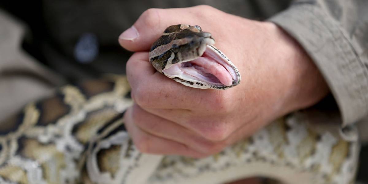 Encuentran serpiente con un venado adentro Encuentran serpiente con un venado adentro