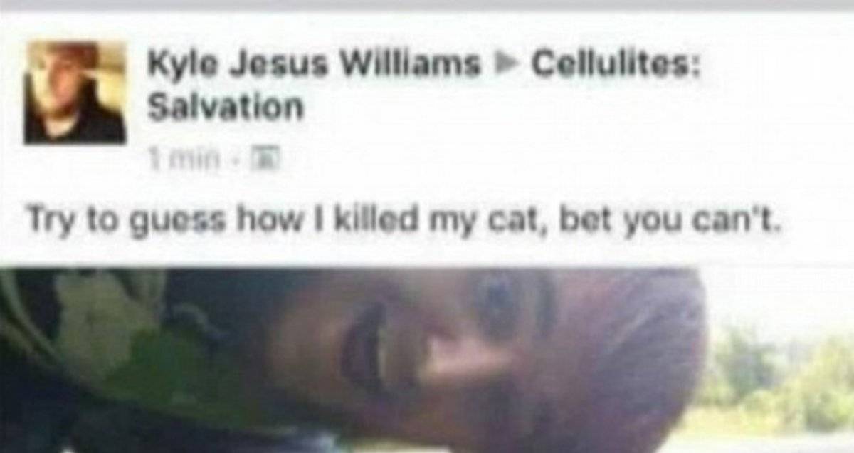 maltrato gato