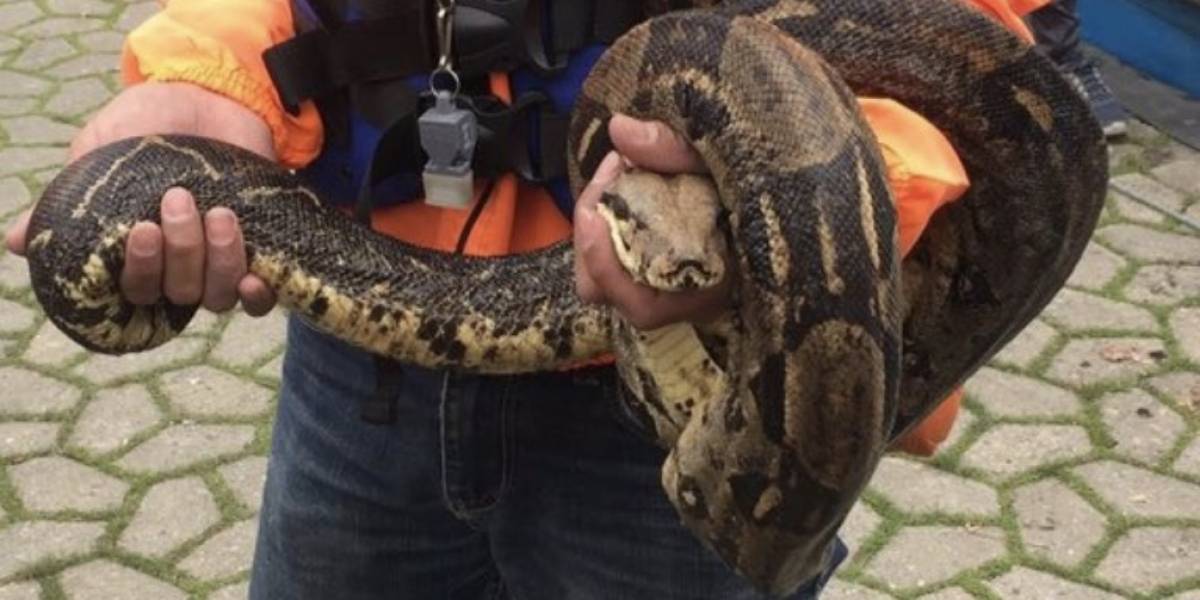 Hallan boa de 1,60 metros en el Parque Simón Bolívar de Bogotá Hallan boa de 1,60 metros en el Parque Simón Bolívar de Bogotá