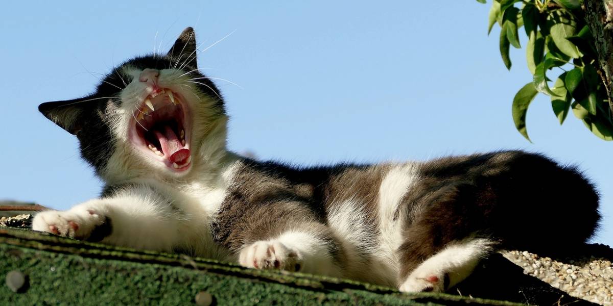 Un ingeniero holandés construye un dispositivo de reconocimiento facial para su gato