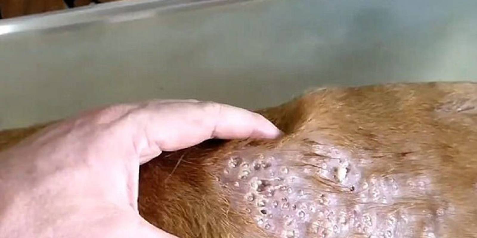 larvas de mosca en la piel video