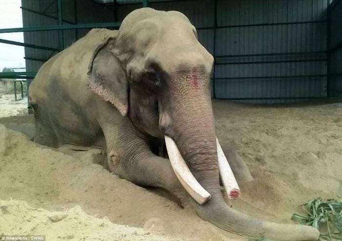 4191ed3e000005784621136theanimalhasbeenatempleelephantformostofhislifeandwa31497956765093700x493.jpg